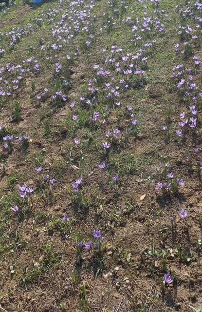 برداشت زعفران در مزارع شهرستان چرداول آغاز شد