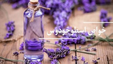 گیاهی که گنجینه‌ای از خواص درمانی است