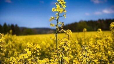 پرداخت به موقع طلب کلزاکاران گامی موثر برای خودکفایی در تولید روغن