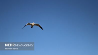 ۲۴۰ گونه پرنده در لرستان شناسایی شده است