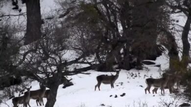 تصاویر زیبایی از مرال در جنگل سوادکوه