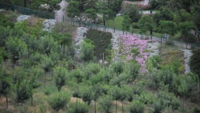 در بوستان جنگلی کوهسار تهران را به صورت ۳۶۰ درجه ببینید