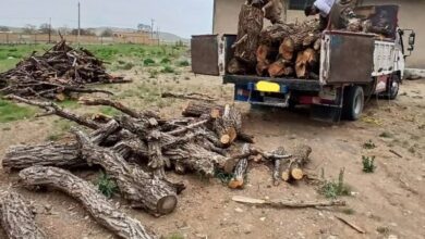 گروه سازمان یافته قاچاق چوب در نور متلاشی شد