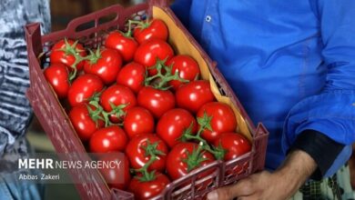 پیش بینی ۷۵ تن گوجه فرنگی در هکتار از زمین های کشاورزی گچساران