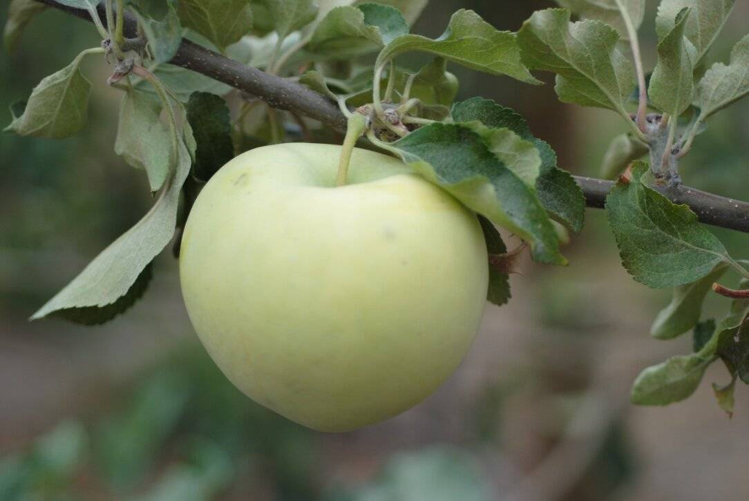 کاشت سیب گلاب | آل کود